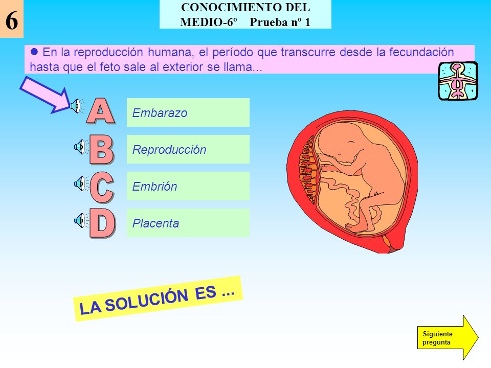 CONOCIMIENTO DEL MEDIO-6º Prueba nº 1