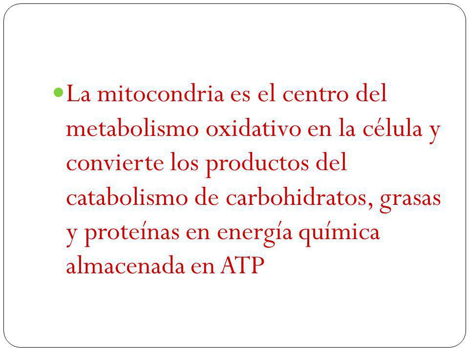 La mitocondria es el centro del metabolismo oxidativo en la célula y convierte los productos del catabolismo de carbohidratos, grasas y proteínas en energía química almacenada en ATP