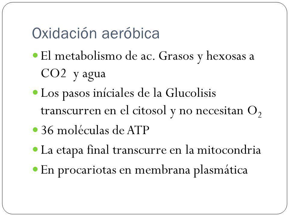 Oxidación aeróbica El metabolismo de ac. Grasos y hexosas a CO2 y agua