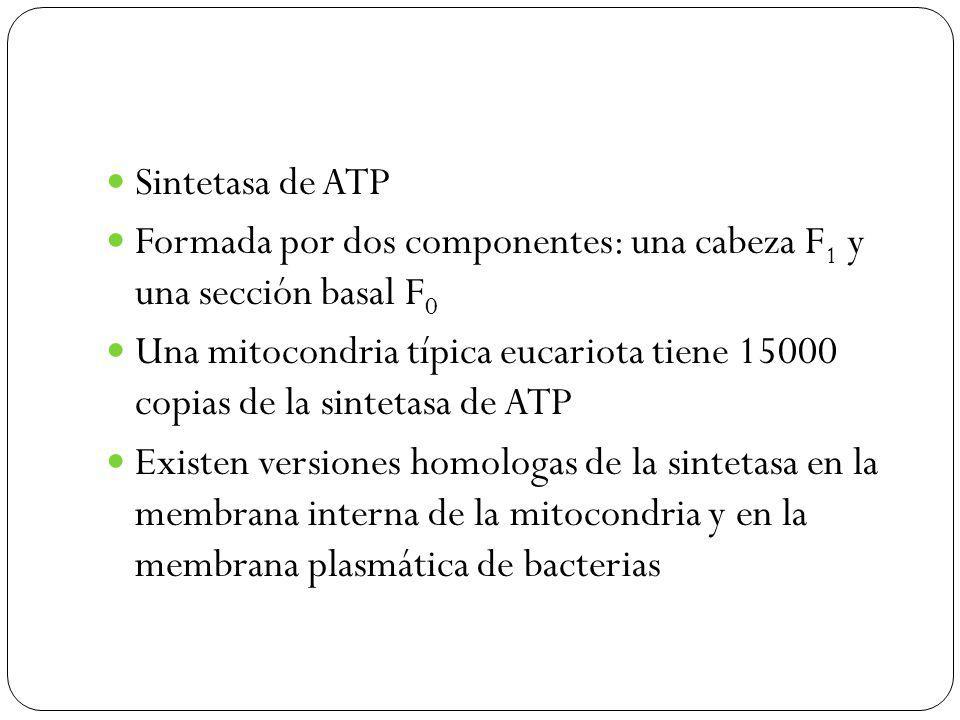Sintetasa de ATP Formada por dos componentes: una cabeza F1 y una sección basal F0.