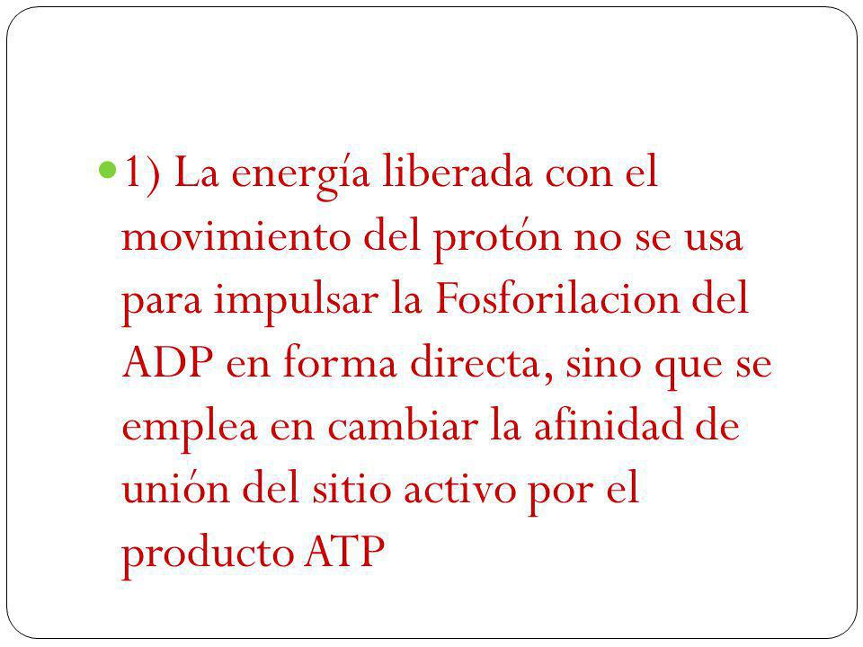 1) La energía liberada con el movimiento del protón no se usa para impulsar la Fosforilacion del ADP en forma directa, sino que se emplea en cambiar la afinidad de unión del sitio activo por el producto ATP