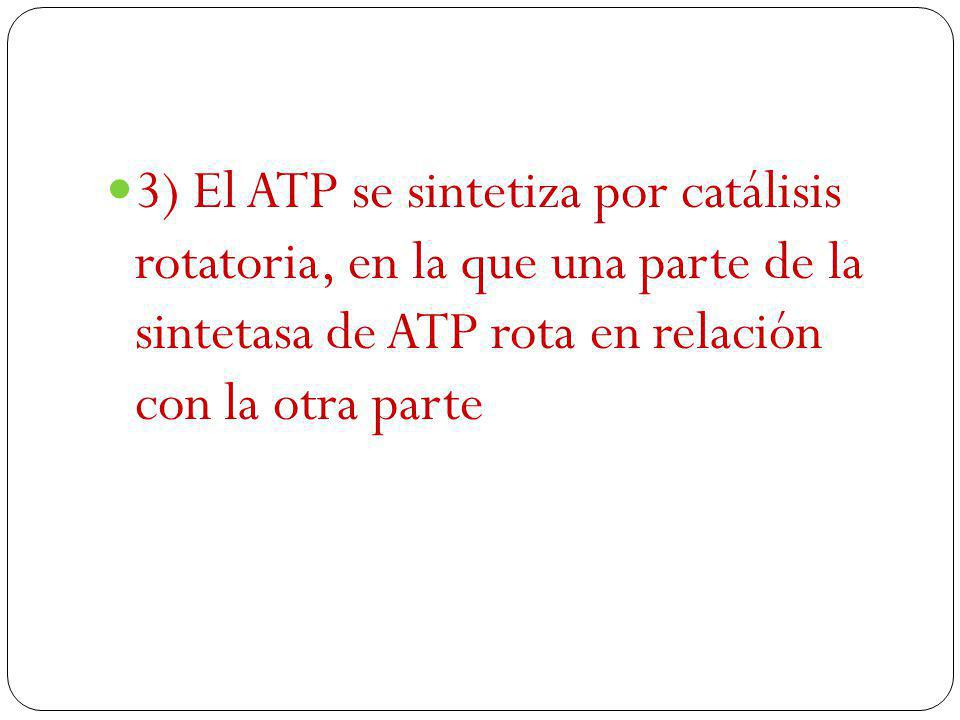 3) El ATP se sintetiza por catálisis rotatoria, en la que una parte de la sintetasa de ATP rota en relación con la otra parte