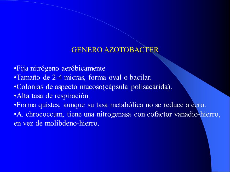 GENERO AZOTOBACTER Fija nitrógeno aeróbicamente. Tamaño de 2-4 micras, forma oval o bacilar. Colonias de aspecto mucoso(cápsula polisacárida).