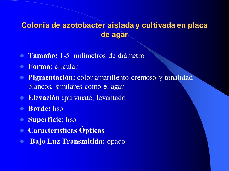 Colonia de azotobacter aislada y cultivada en placa de agar