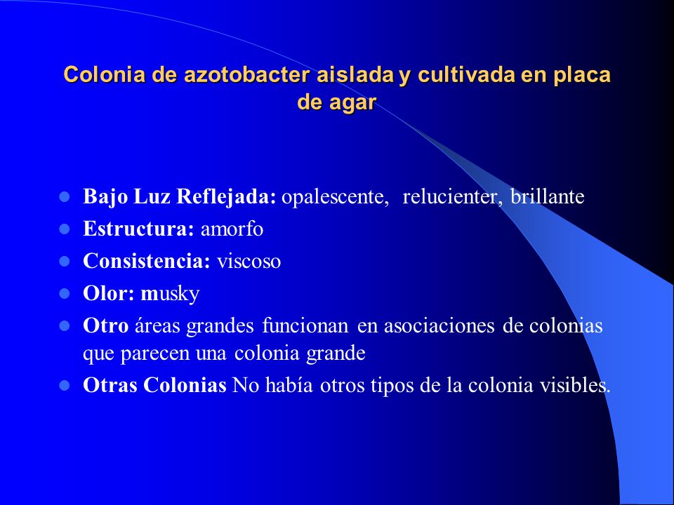 Colonia de azotobacter aislada y cultivada en placa de agar