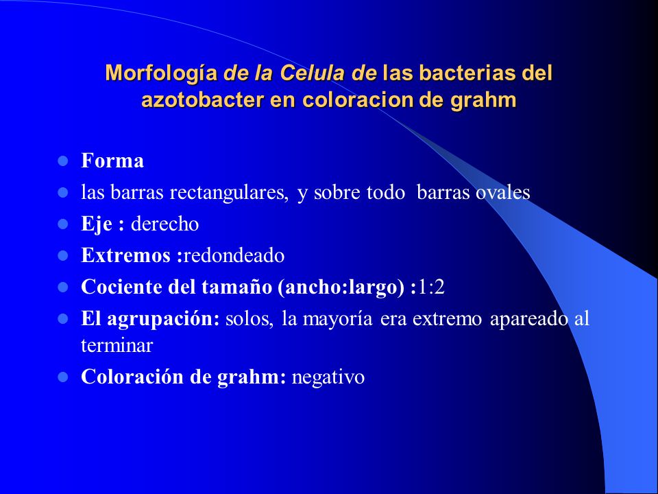Morfología de la Celula de las bacterias del azotobacter en coloracion de grahm