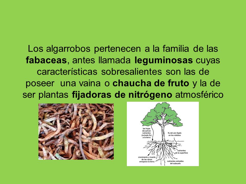 Los algarrobos pertenecen a la familia de las fabaceas, antes llamada leguminosas cuyas características sobresalientes son las de poseer una vaina o chaucha de fruto y la de ser plantas fijadoras de nitrógeno atmosférico