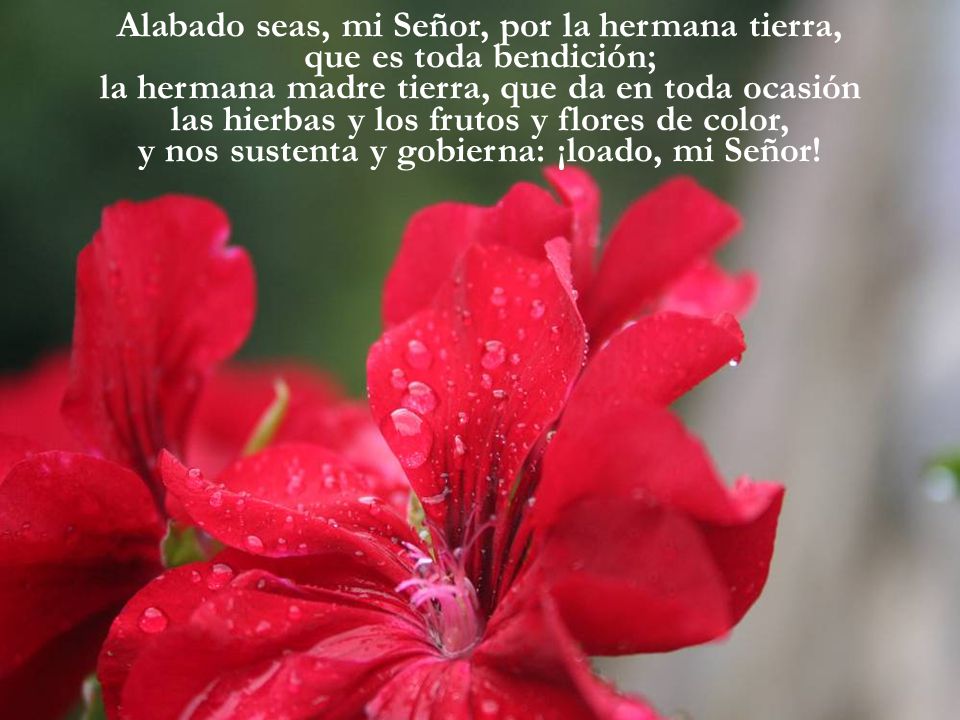 Alabado seas, mi Señor, por la hermana tierra,