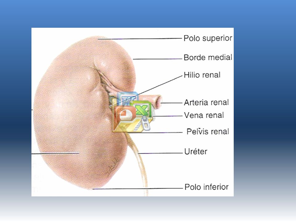 3 hilio renal… arteria entra…..vena ant a arteria,ant a plvis