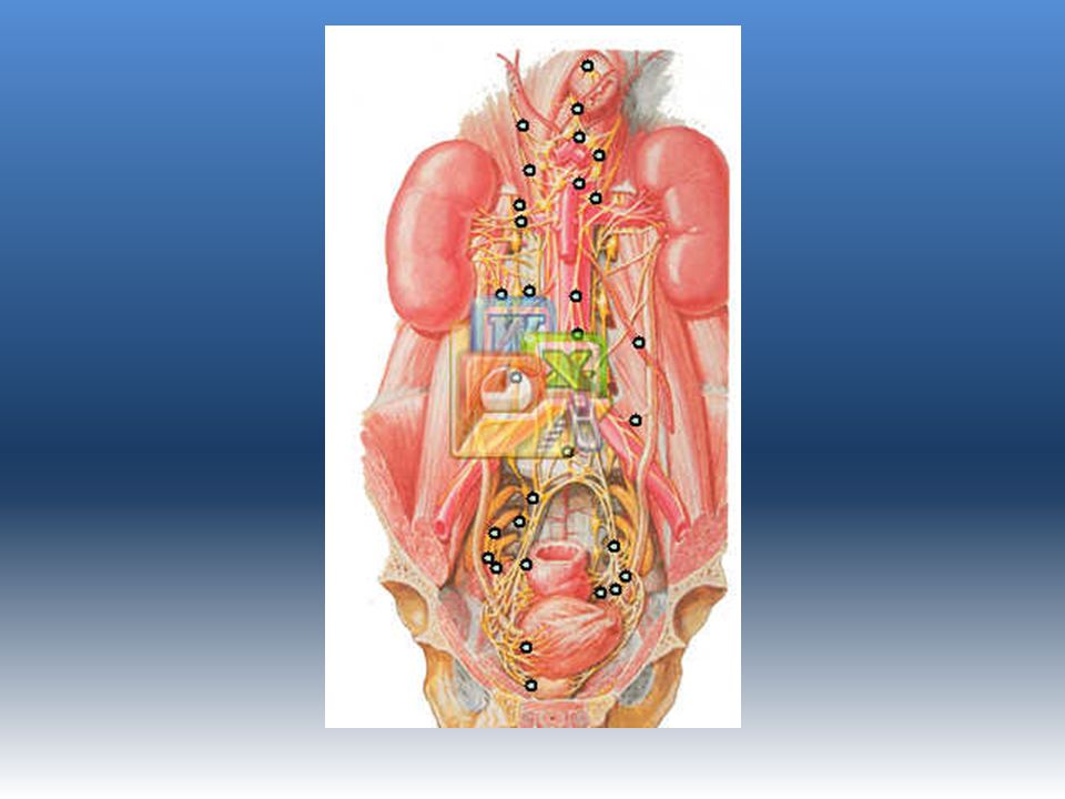 Inervacion: *Rica inervacion ews continuacion de los plexos celiaco e intermesenterico… acompañasn a arteria renal.