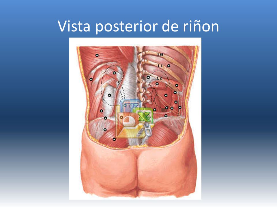 Vista posterior de riñon