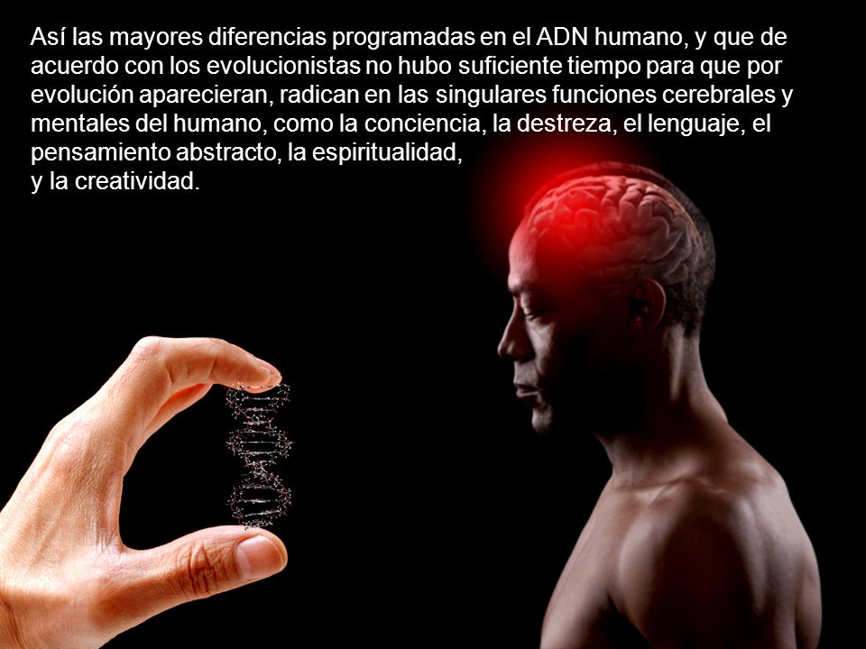 Así las mayores diferencias programadas en el ADN humano, y que de acuerdo con los evolucionistas no hubo suficiente tiempo para que por evolución aparecieran, radican en las singulares funciones cerebrales y mentales del humano, como la conciencia, la destreza, el lenguaje, el pensamiento abstracto, la espiritualidad, y la creatividad.