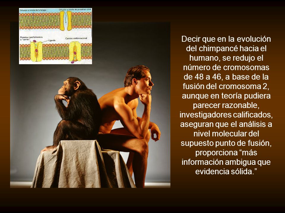 Decir que en la evolución del chimpancé hacia el humano, se redujo el número de cromosomas de 48 a 46, a base de la fusión del cromosoma 2, aunque en teoría pudiera parecer razonable, investigadores calificados, aseguran que el análisis a nivel molecular del supuesto punto de fusión, proporciona más información ambigua que evidencia sólida.