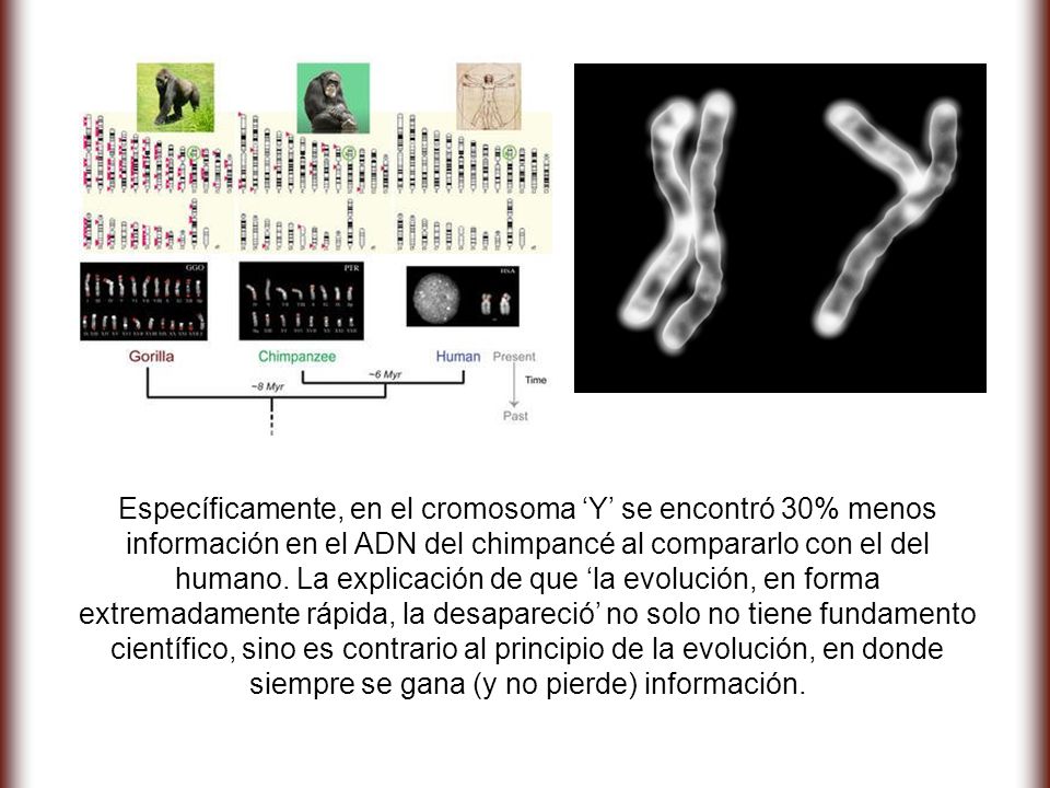 Específicamente, en el cromosoma ‘Y’ se encontró 30% menos información en el ADN del chimpancé al compararlo con el del humano.