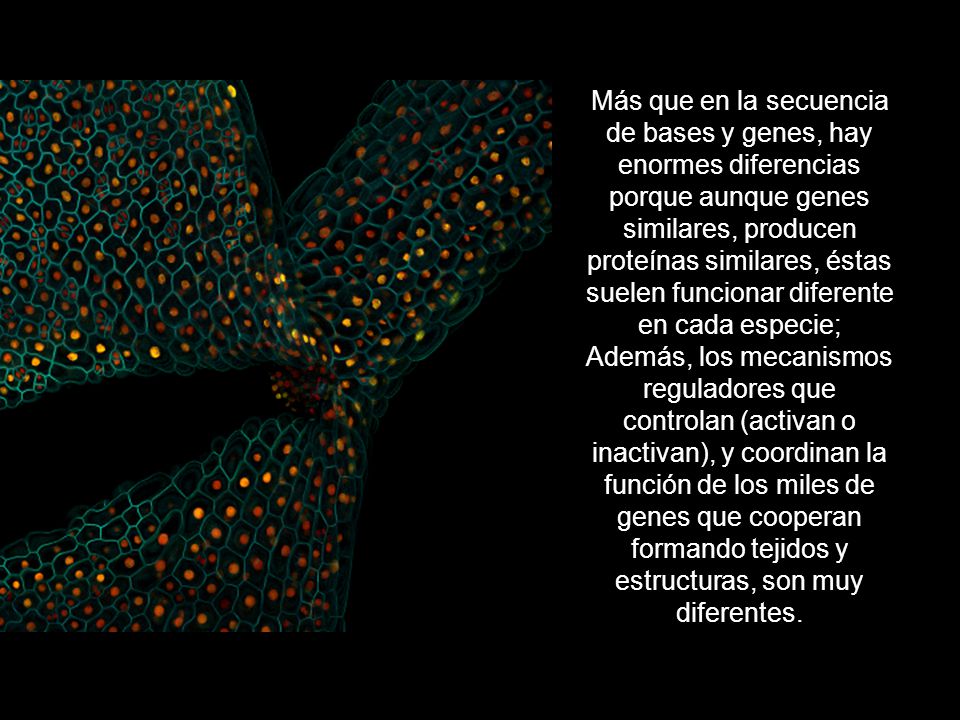Más que en la secuencia de bases y genes, hay enormes diferencias porque aunque genes similares, producen proteínas similares, éstas suelen funcionar diferente en cada especie; Además, los mecanismos reguladores que controlan (activan o inactivan), y coordinan la función de los miles de genes que cooperan formando tejidos y estructuras, son muy diferentes.