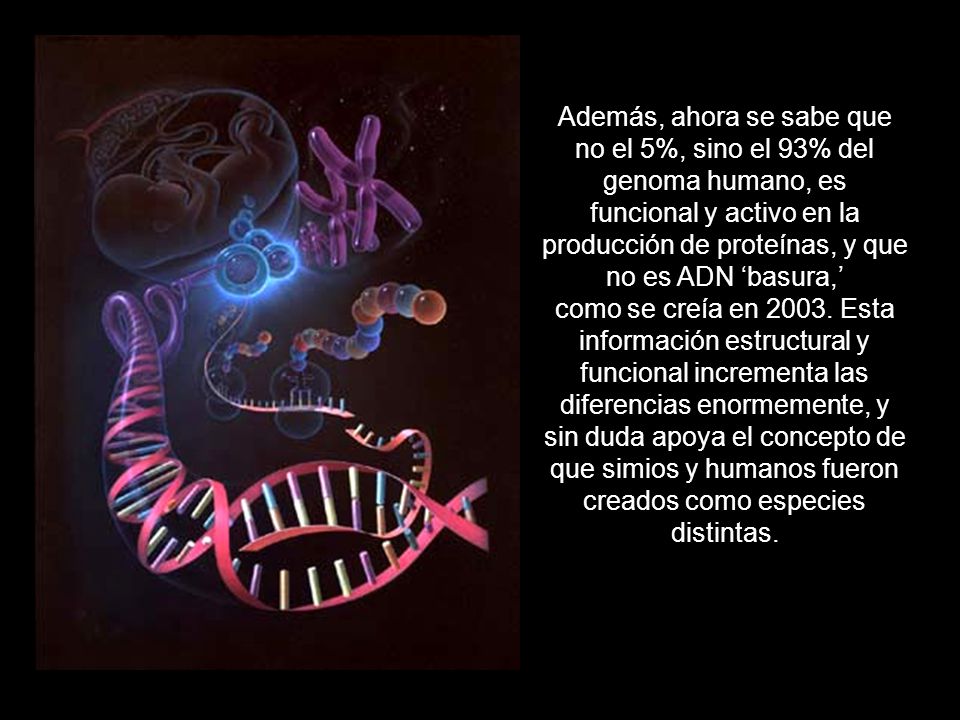 Además, ahora se sabe que no el 5%, sino el 93% del genoma humano, es funcional y activo en la producción de proteínas, y que no es ADN ‘basura,’ como se creía en 2003.