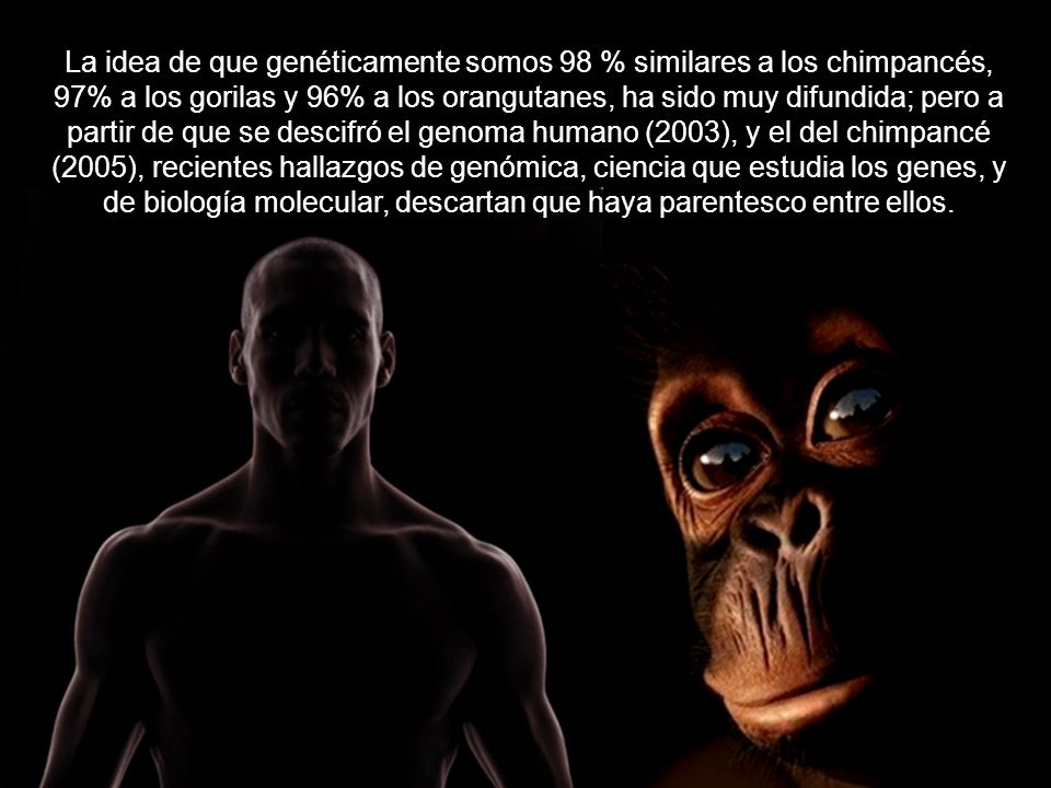 La idea de que genéticamente somos 98 % similares a los chimpancés, 97% a los gorilas y 96% a los orangutanes, ha sido muy difundida; pero a partir de que se descifró el genoma humano (2003), y el del chimpancé (2005), recientes hallazgos de genómica, ciencia que estudia los genes, y de biología molecular, descartan que haya parentesco entre ellos.