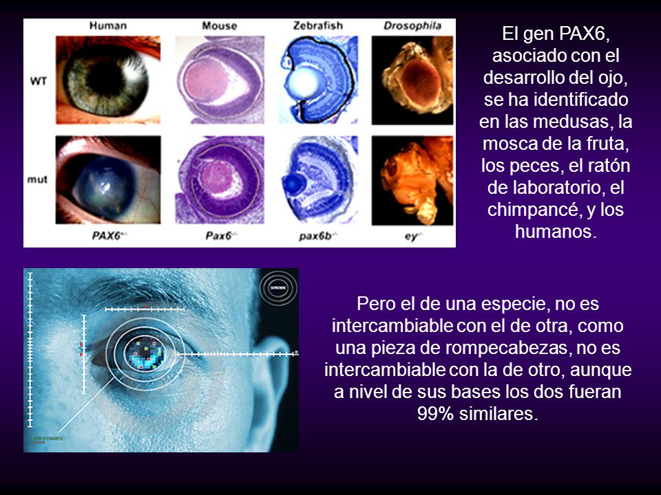 El gen PAX6, asociado con el desarrollo del ojo, se ha identificado en las medusas, la mosca de la fruta, los peces, el ratón de laboratorio, el chimpancé, y los humanos.