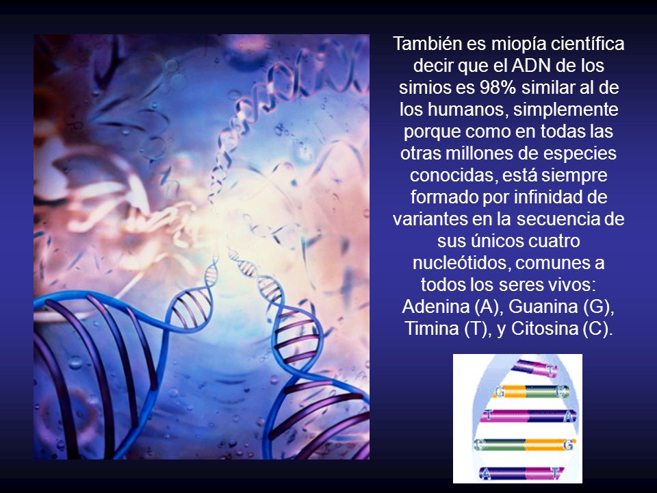 También es miopía científica decir que el ADN de los simios es 98% similar al de los humanos, simplemente porque como en todas las otras millones de especies conocidas, está siempre formado por infinidad de variantes en la secuencia de sus únicos cuatro nucleótidos, comunes a todos los seres vivos: Adenina (A), Guanina (G), Timina (T), y Citosina (C).