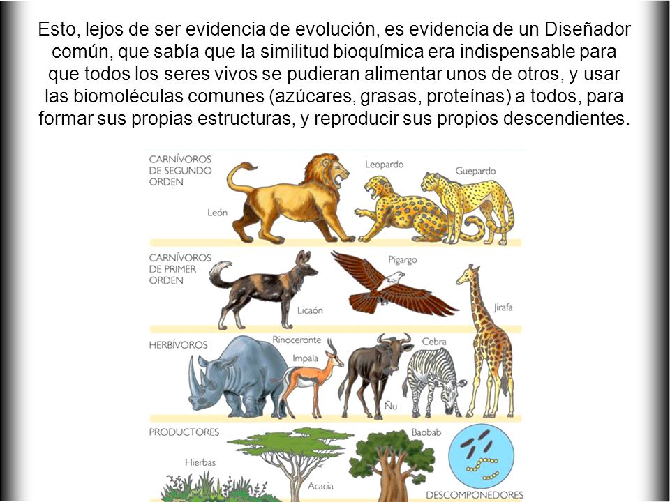 Esto, lejos de ser evidencia de evolución, es evidencia de un Diseñador común, que sabía que la similitud bioquímica era indispensable para que todos los seres vivos se pudieran alimentar unos de otros, y usar las biomoléculas comunes (azúcares, grasas, proteínas) a todos, para formar sus propias estructuras, y reproducir sus propios descendientes.