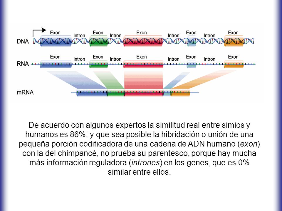 De acuerdo con algunos expertos la similitud real entre simios y humanos es 86%; y que sea posible la hibridación o unión de una pequeña porción codificadora de una cadena de ADN humano (exon) con la del chimpancé, no prueba su parentesco, porque hay mucha más información reguladora (intrones) en los genes, que es 0% similar entre ellos.