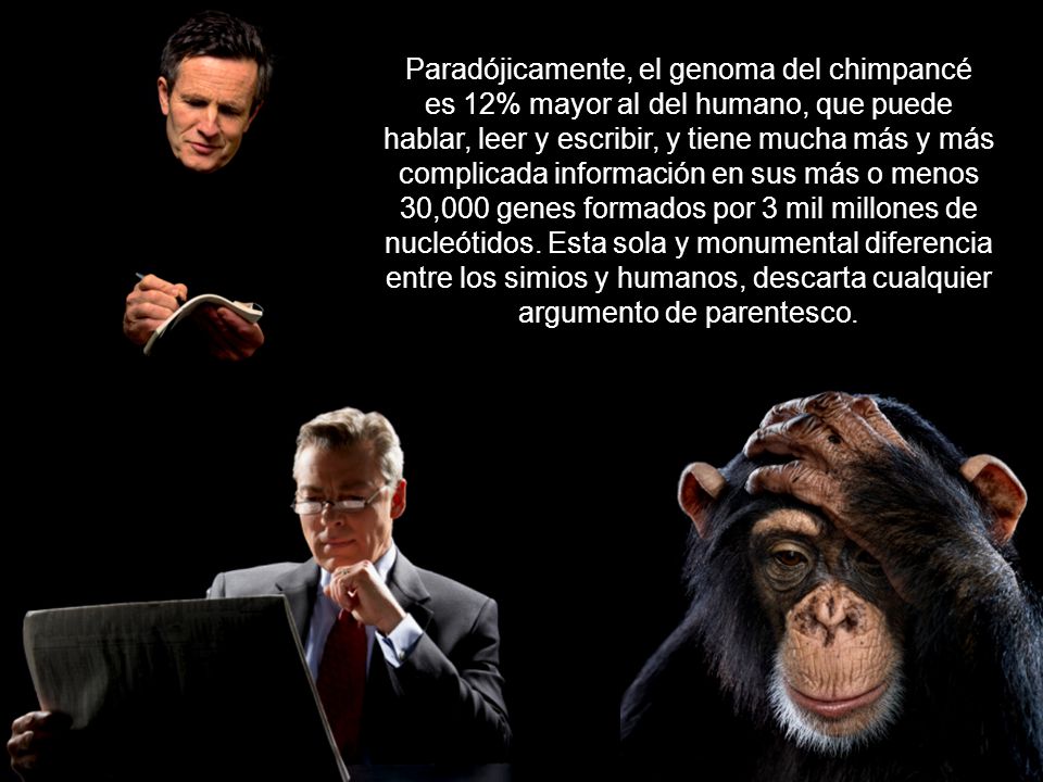 Paradójicamente, el genoma del chimpancé es 12% mayor al del humano, que puede hablar, leer y escribir, y tiene mucha más y más complicada información en sus más o menos 30,000 genes formados por 3 mil millones de nucleótidos.