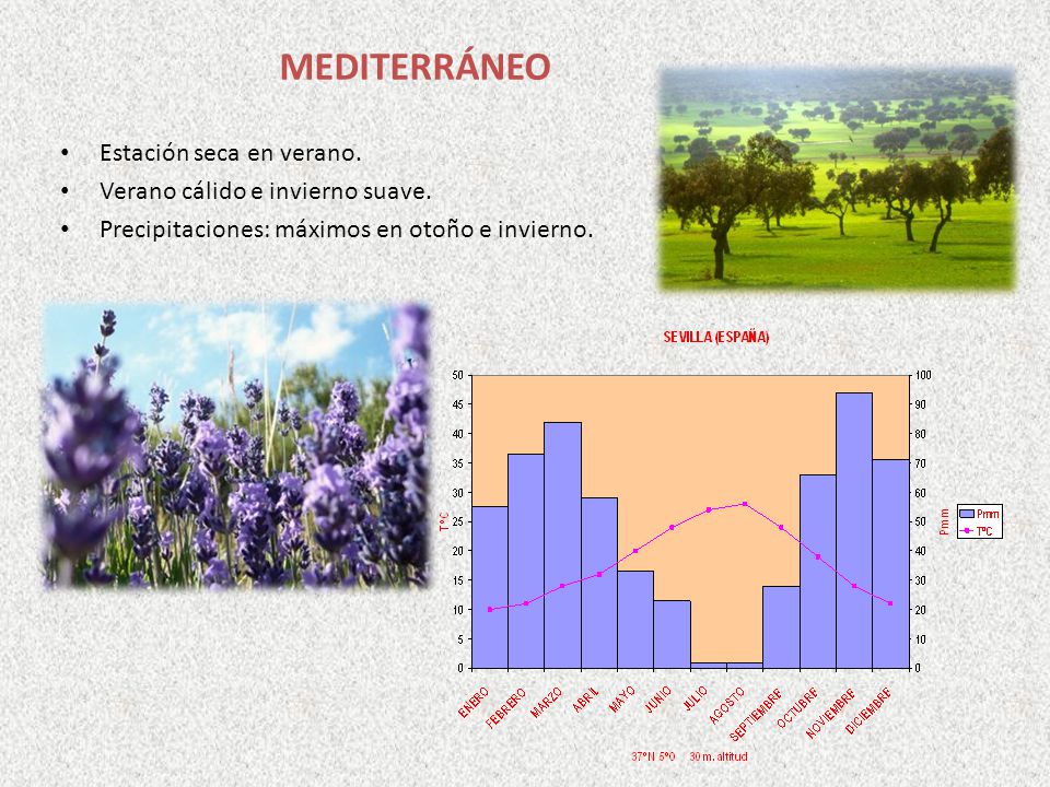 MEDITERRÁNEO Estación seca en verano. Verano cálido e invierno suave.