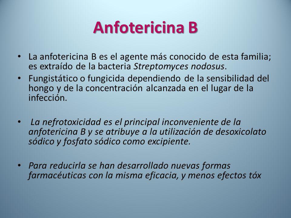 Anfotericina B La anfotericina B es el agente más conocido de esta familia; es extraído de la bacteria Streptomyces nodosus.