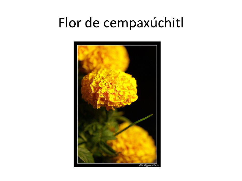 Flor de cempaxúchitl