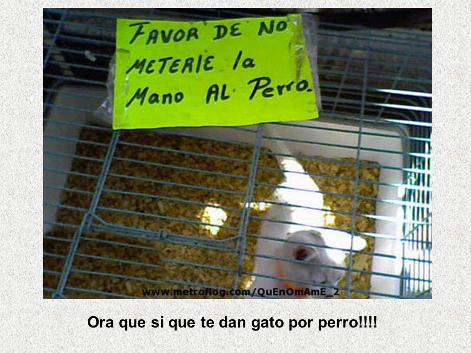 Ora que si que te dan gato por perro!!!!
