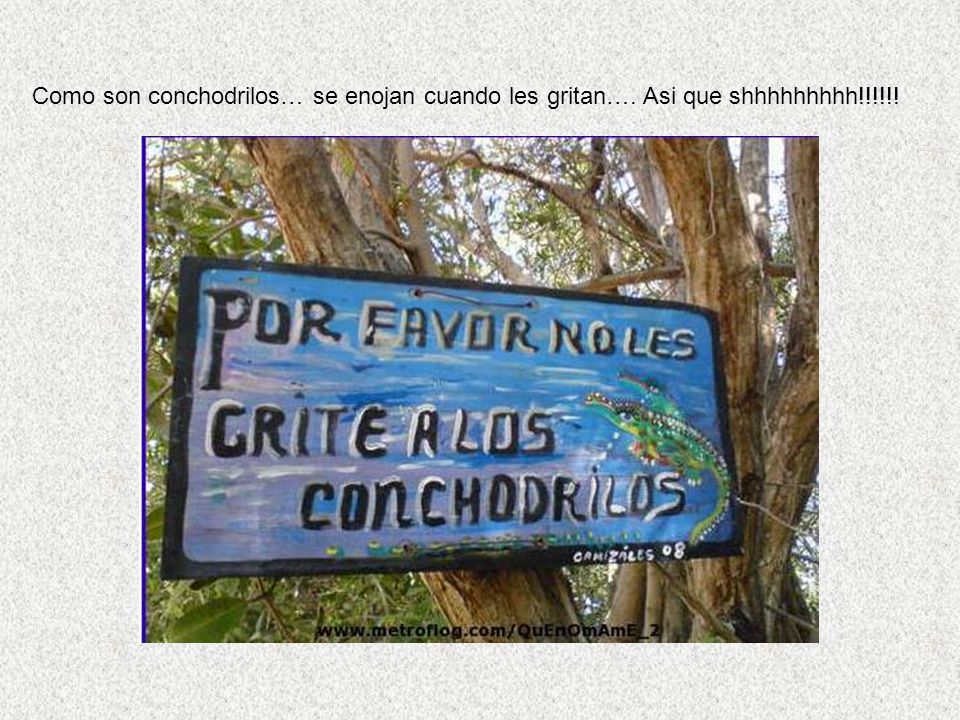 Como son conchodrilos… se enojan cuando les gritan…. Asi que shhhhhhhhh!!!!!!