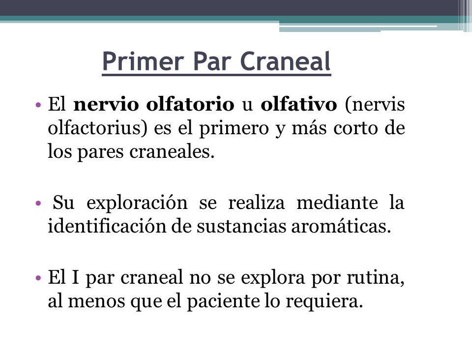 Primer Par Craneal El nervio olfatorio u olfativo (nervis olfactorius) es el primero y más corto de los pares craneales.