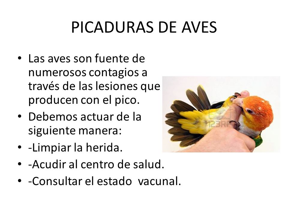 PICADURAS DE AVES Las aves son fuente de numerosos contagios a través de las lesiones que producen con el pico.