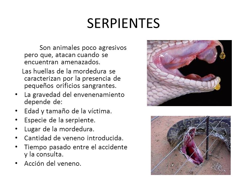SERPIENTES Son animales poco agresivos pero que, atacan cuando se encuentran amenazados.