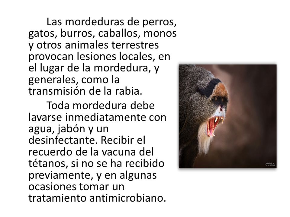 Las mordeduras de perros, gatos, burros, caballos, monos y otros animales terrestres provocan lesiones locales, en el lugar de la mordedura, y generales, como la transmisión de la rabia.