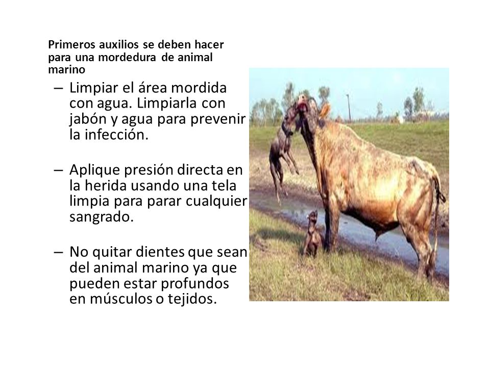 Primeros auxilios se deben hacer para una mordedura de animal marino