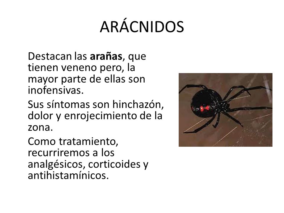 ARÁCNIDOS Destacan las arañas, que tienen veneno pero, la mayor parte de ellas son inofensivas.