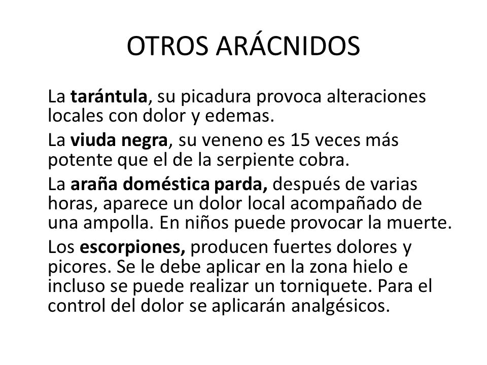 OTROS ARÁCNIDOS La tarántula, su picadura provoca alteraciones locales con dolor y edemas.