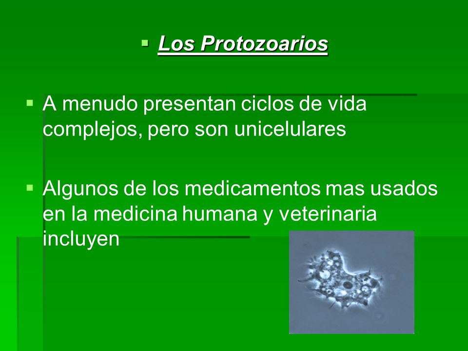 Los Protozoarios A menudo presentan ciclos de vida complejos, pero son unicelulares.