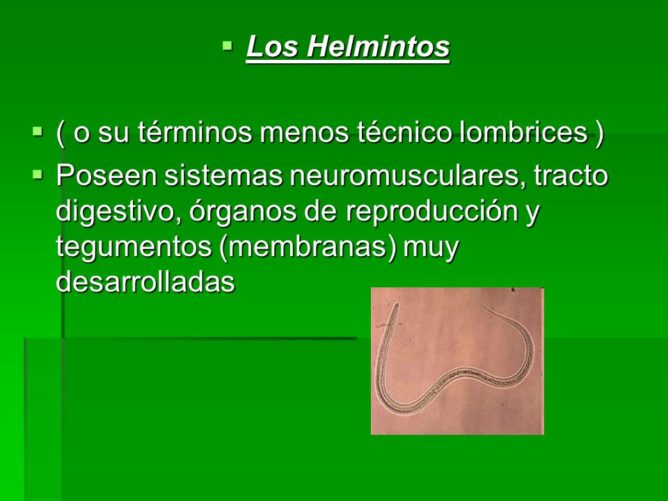 Los Helmintos ( o su términos menos técnico lombrices )
