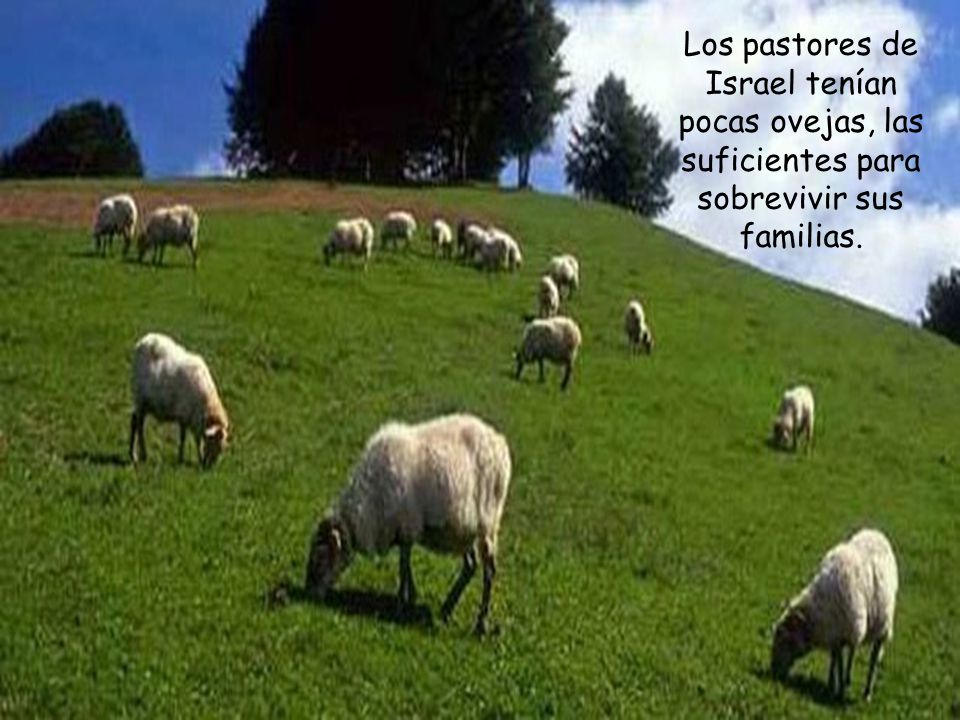 Los pastores de Israel tenían pocas ovejas, las suficientes para sobrevivir sus familias.
