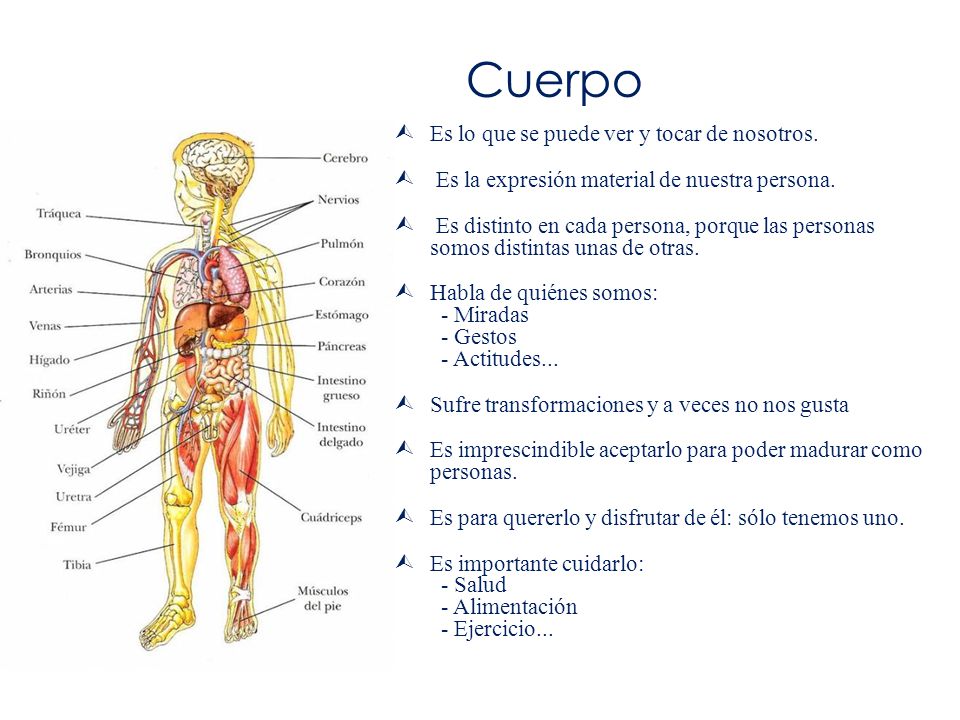 Cuerpo Es lo que se puede ver y tocar de nosotros.