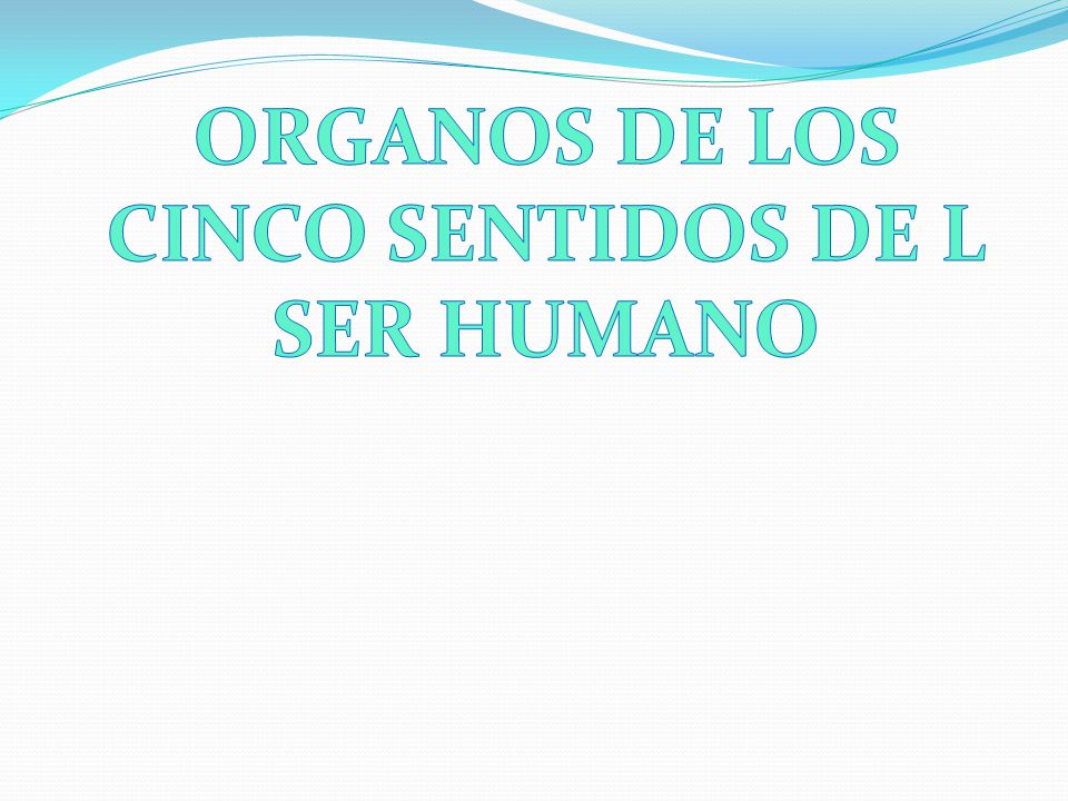 ORGANOS DE LOS CINCO SENTIDOS DE L SER HUMANO