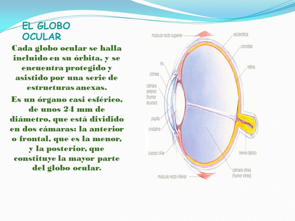 EL GLOBO OCULAR Cada globo ocular se halla incluido en su órbita, y se encuentra protegido y asistido por una serie de estructuras anexas.