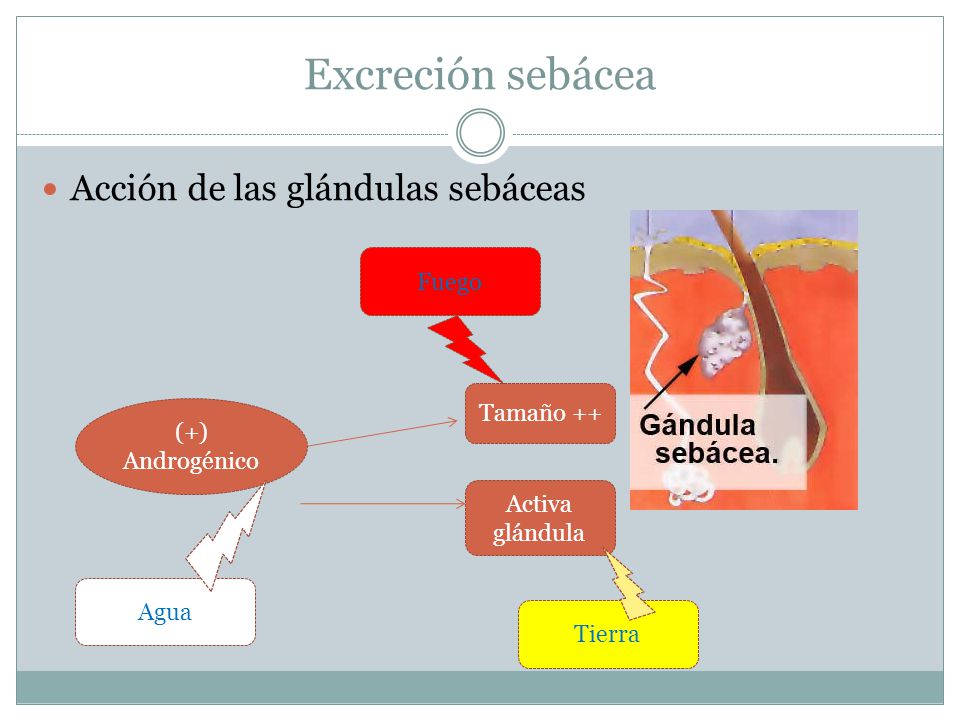 Excreción sebácea Acción de las glándulas sebáceas Fuego Tamaño ++