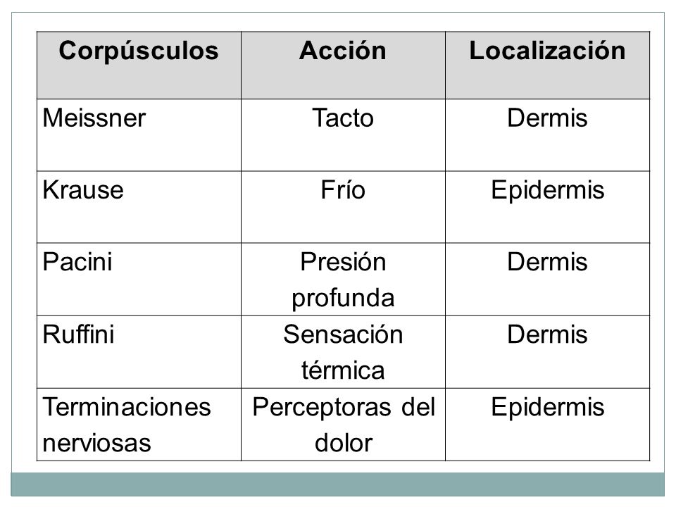 Corpúsculos Acción. Localización. Meissner. Tacto. Dermis. Krause. Frío. Epidermis. Pacini.