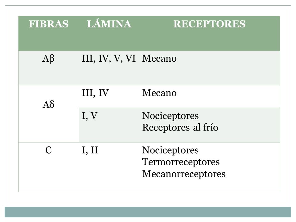 FIBRAS LÁMINA. RECEPTORES. Aβ. III, IV, V, VI. Mecano. Aδ. III, IV. I, V. Nociceptores. Receptores al frío.