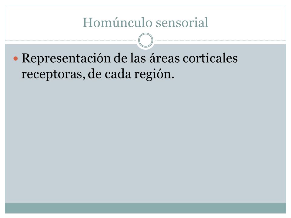 Homúnculo sensorial Representación de las áreas corticales receptoras, de cada región.