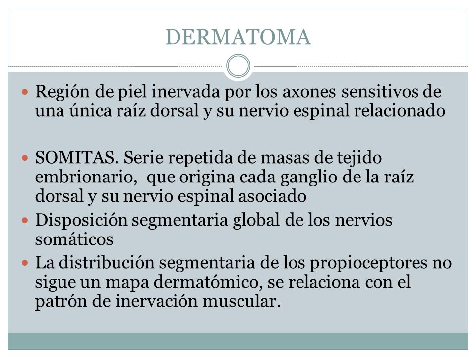 DERMATOMA Región de piel inervada por los axones sensitivos de una única raíz dorsal y su nervio espinal relacionado.