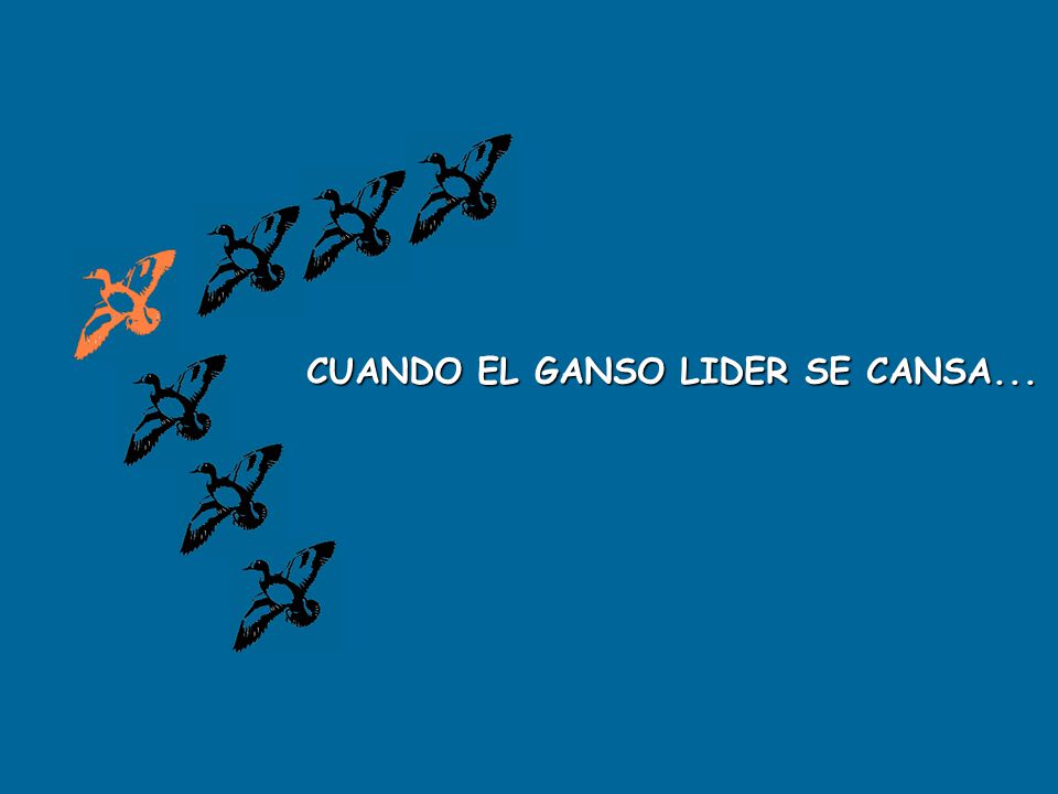 CUANDO EL GANSO LIDER SE CANSA...